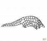 Pangolin Coloring Pages Manis Printable Drawing Supercoloring 5kb 1500 Categories sketch template