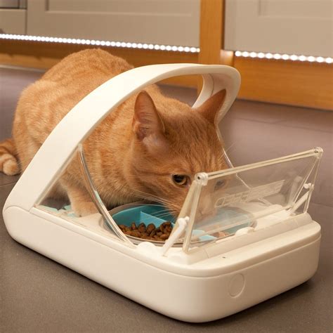 awesome dog proof cat feeder ideas