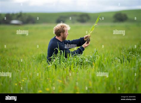farmer   pasture   field scientist holding long grass   paddock stock photo alamy
