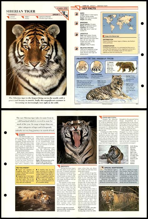siberian tiger  mammals wildlife fact file fold  card
