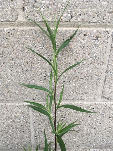 Tall Weed W Dark Single Stem And Slender Leaves In The Plant Id Forum