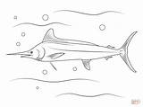 Coloring Pages Marlin Drawing Printable sketch template