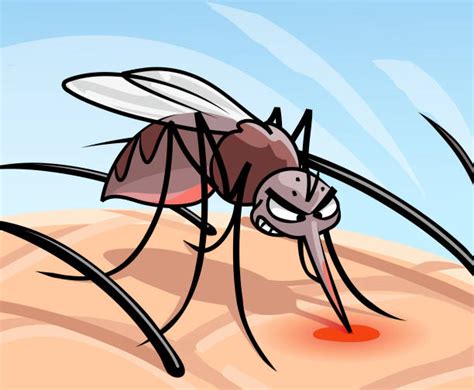 top dengue fever drawing stock vectors illustrations and clip art istock