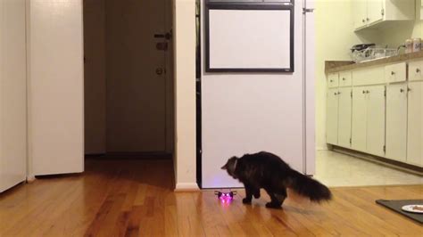 cats experiencing  drone youtube