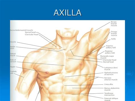 Ppt Axilla Powerpoint Presentation Free Download Id 1316125