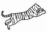 Tiger Coloring Jumping Large sketch template