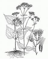 Botany Botanical Illustration Ageratina Altissima Domain Asteraceae sketch template