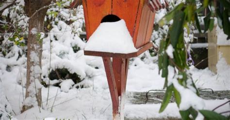 birdhouse covered  snow birdhouse snow  bird houses