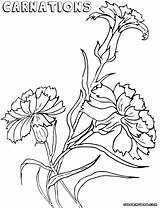Carnation Coloring Pages Colorings sketch template