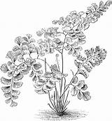 Fern Adiantum Ferns Maidenhair Grows sketch template