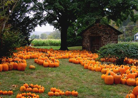 ingredient   season pumpkins