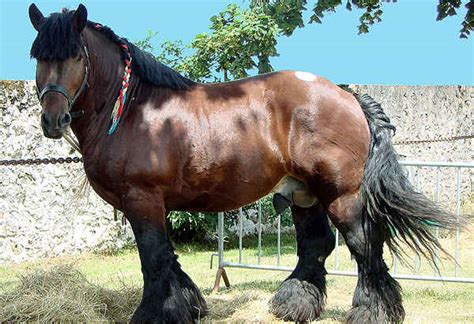 bay horse coat color modifier  equinest