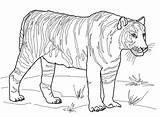 Coloring Tiger Bengal Pages Printable Categories sketch template