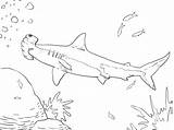 Squalo Hammerhead Requin Martello Stampare Squali Print Pesci Marteau sketch template