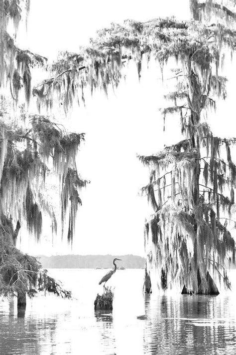 library  bw clip black  white stock bayou cypress tree png files clipart art