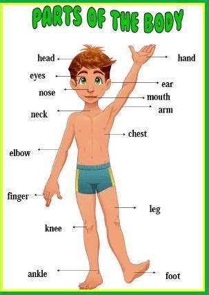 parts   body classroom poster body parts preschool body parts