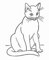 Gatos Animal Tegninger Siamese Katt Dyr Sote Enkle Kidsplaycolor sketch template