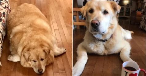 golden retriever dog weight loss   dog  longer