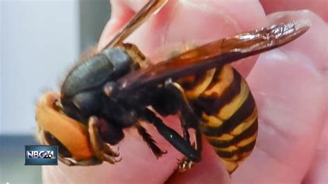 Asian Giant Hornets Found In The United States Youtube
