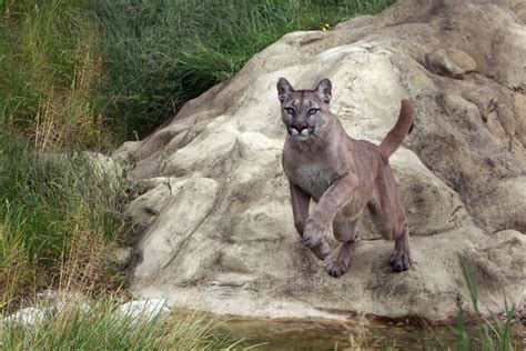 Vancouver Island Jogger Used A Rock To Battle Cougar In Attack
