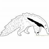 Anteater Giant sketch template