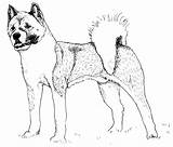 Akita Dog Pen Ink Illustration Drawing Favourites Add sketch template