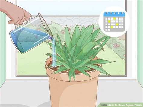 grow agave plants  pictures wikihow
