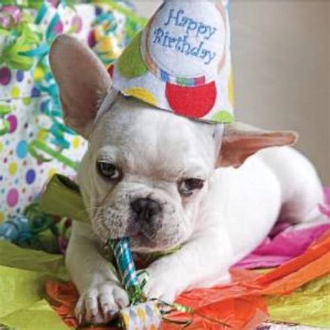happy birthday french bulldog puppy joyeux anniversaire drole