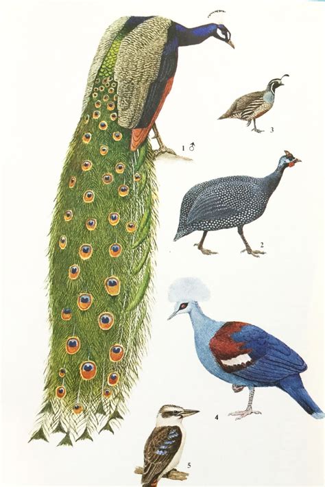 Vintage Book Pages Bird Illustrations Peacock Toucan