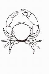 Crab Crabs sketch template