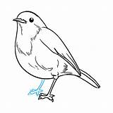 Robin Draw Drawing Easy Step Drawings Bird Tutorial Birds Easydrawingguides Leg Looking Kids Choose Board Cute sketch template