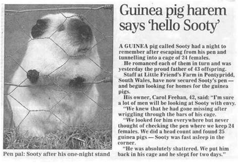 funny newspaper articles gallery ebaums world