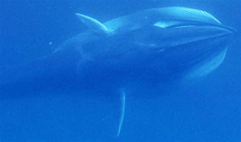 mythical omura whale believed to be extinct caught on camera for the first time ever