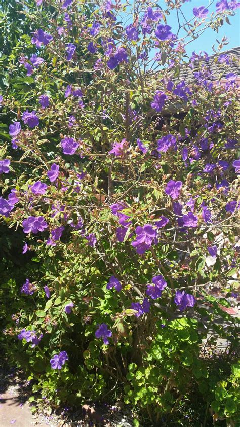 identification    tree  purple flowers gardening landscaping stack exchange
