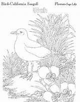 Utah State Flower Bird California Atozkidsstuff sketch template