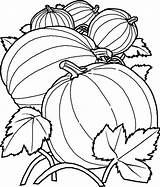 Pumpkin Plant Drawing Clipartmag sketch template