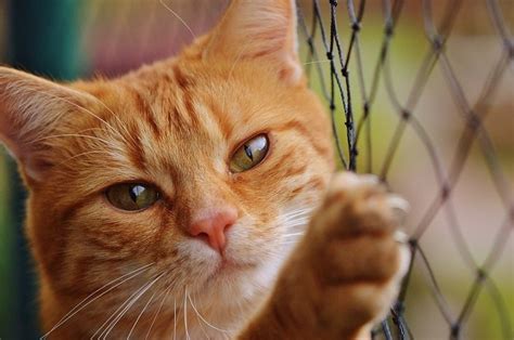 15 fascinating facts about the orange tabby cat with pictures
