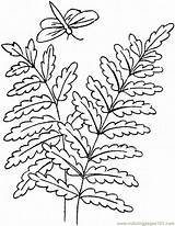 Fern Coloring Pages Ferns Leaves Drawing Dragonfly Printable Trees Simple Supercoloring Outline Getdrawings Natural Colouring Leaf Online sketch template