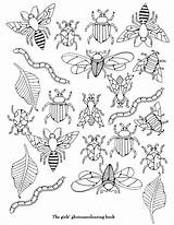 Insectos Coloriage Colorier Insectes Blackwork Bug Coloriages Bordar Insecte Insekten Adaptations école Abeille Beetle Frogs Lizards Sheets Scarab Omeletozeu Maternelle sketch template