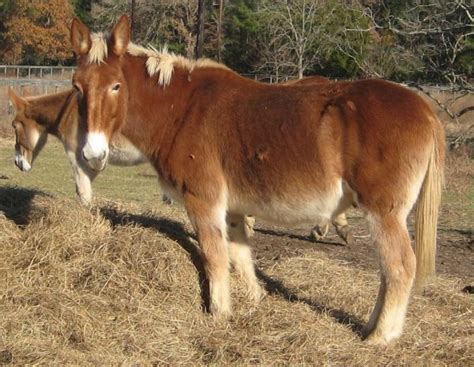pictures  ponies  mules  donkeys draft mules andalusian horse friesian horse arabian