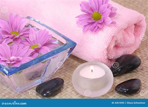 pink spa stock photo image  lilac plant violet decorating
