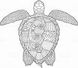 Turtle Antistress Colorear Adulte Tortue Tortugas Tortuga Zentangle Getdrawings Therapy Caretta Doodle Unsurpassed sketch template