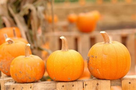 carve  pumpkin therapro blog