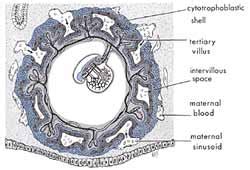perkembangan embrio manusia keajaiban ilmiah al quran
