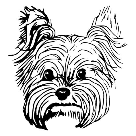 realistic yorkie coloring pages coloring pages
