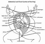 Frog Dissection Diagram Worksheet Biology Junction sketch template