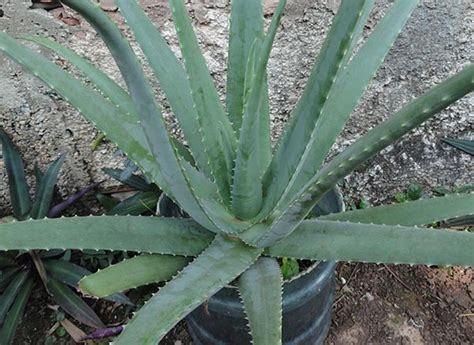 primer  aloes gardening site