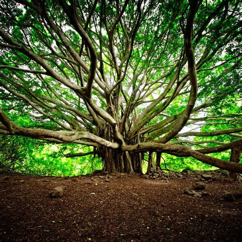 pans elysium beautiful tree banyan tree tree