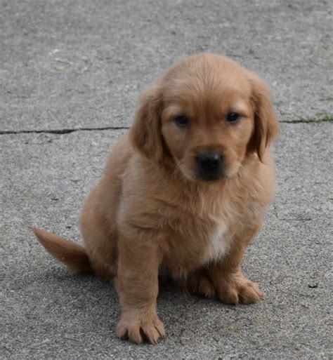 major   golden retriever puppy  sale  fredericksburg