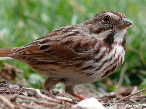 filesong sparrow  jpg wikimedia commons